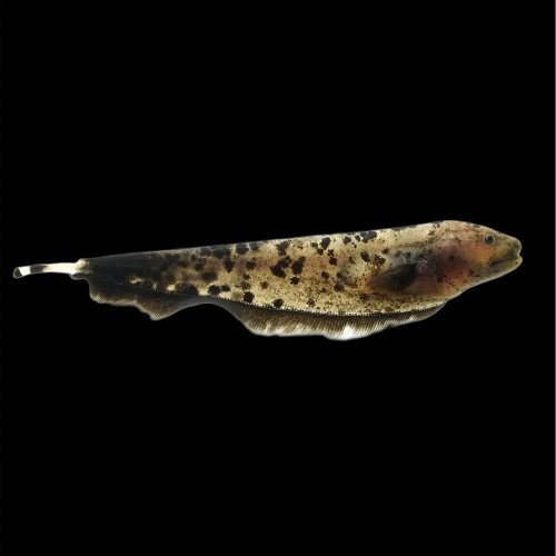 Apteronotus albifrons - Amerikanischer weissstirn messerfisch